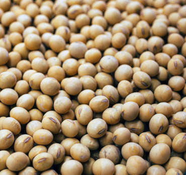 Soyabean